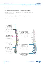 Preview for 8 page of AAP LOQTEQ Distal Dorsolateral Humerus Plate... Manual