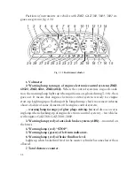 Предварительный просмотр 33 страницы Gazelle SOBOL Operating Instructions Manual