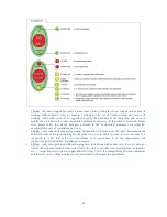 Предварительный просмотр 18 страницы Global garden products Alpina 1200 Technical Manual