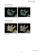 Preview for 56 page of Leica SP5 confocal User Manual