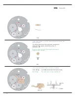 Preview for 10 page of Omega Calibre 3602 A Technical Manualbook