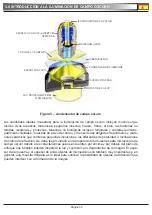 Preview for 33 page of OPTIKA MICROSCOPES B-500DK Operation Manual