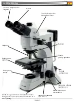 Preview for 25 page of Optika B-600 MET Operation Manual