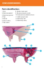 Preview for 2 page of Reality Works Cow Udder Model Quick Start Manual