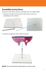 Preview for 3 page of Reality Works Cow Udder Model Quick Start Manual