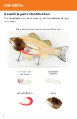 Preview for 2 page of Reality Works Fish Model Quick Start Manual