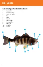 Preview for 6 page of Reality Works Fish Model Quick Start Manual