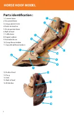 Предварительный просмотр 2 страницы Reality Works Horse Hoof Model Quick Start Manual