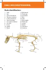 Предварительный просмотр 2 страницы Reality Works Small Dog Skeleton Model Quick Start Manual