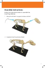 Предварительный просмотр 3 страницы Reality Works Small Dog Skeleton Model Quick Start Manual