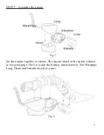 Preview for 5 page of Slinky Anatomics T-Rex Assembly Instructions Manual