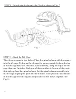 Preview for 6 page of Slinky Anatomics T-Rex Assembly Instructions Manual