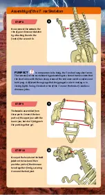 Preview for 5 page of Thames & Kosmos DIG IT! DINOS GIANT DINOSAUR SKELETON KIT Manual