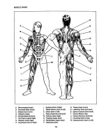 Preview for 16 page of Weider 831.150390 User Manual